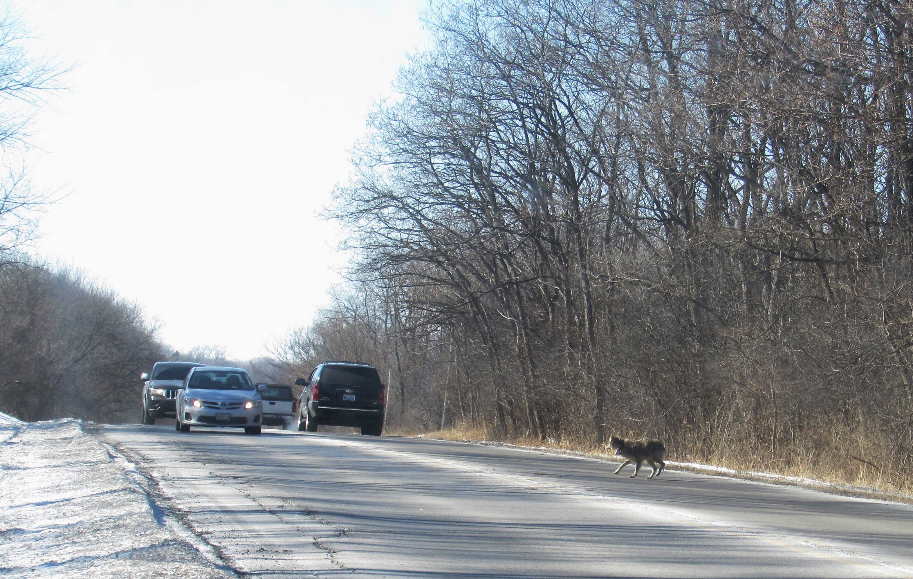 Coyote running in traffic