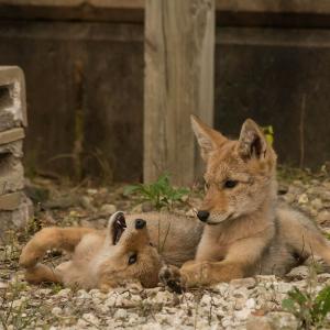 Coyotes in urban environment