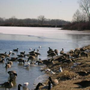 Geese near the water