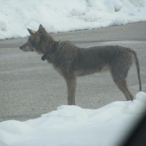 Coyote 571 with mange infection