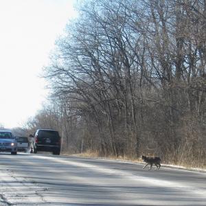 Coyote running in traffic