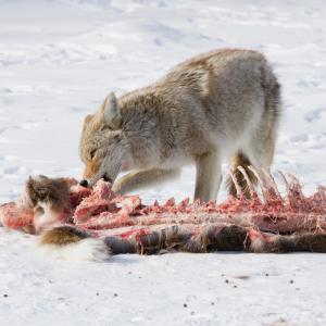 Coyote feeds on a deer carcass