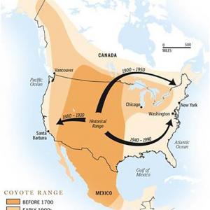 Map illustrating progression of coyote range expansion throughout North America and Mexico