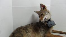 coyote outfitted with crittercam