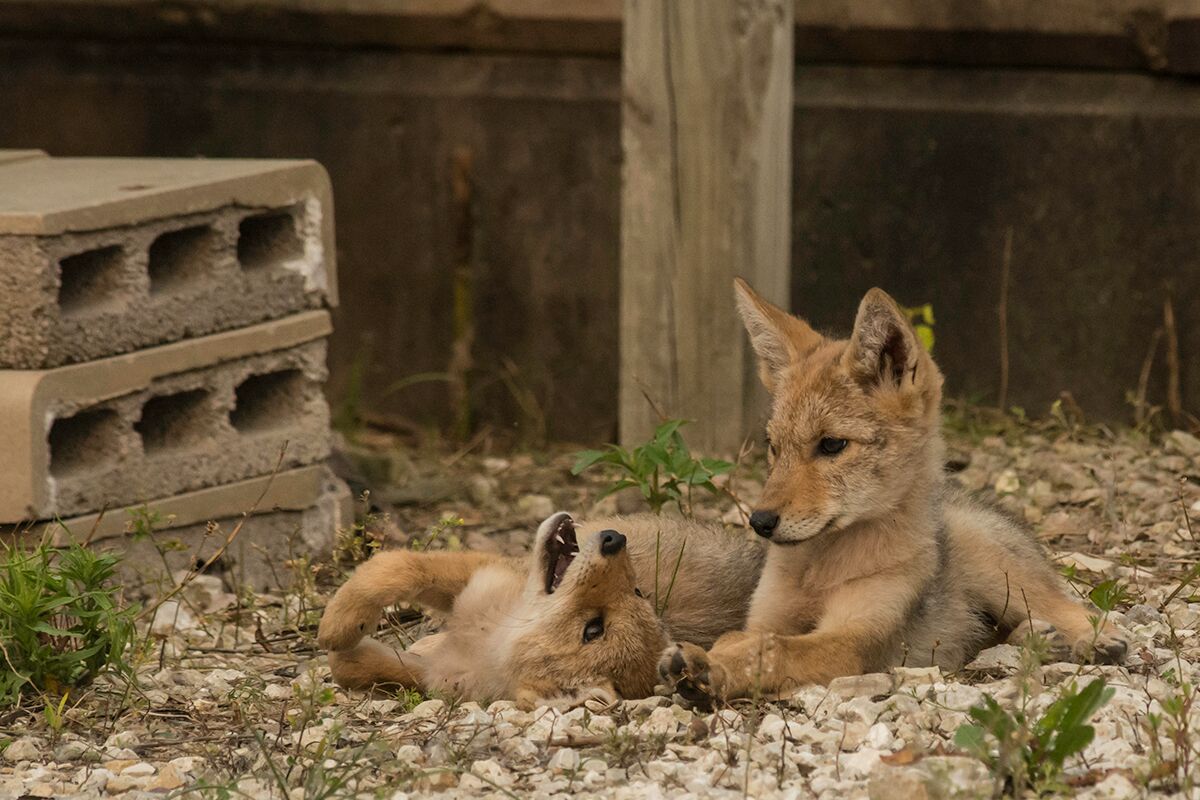 Coyotes in urban environment