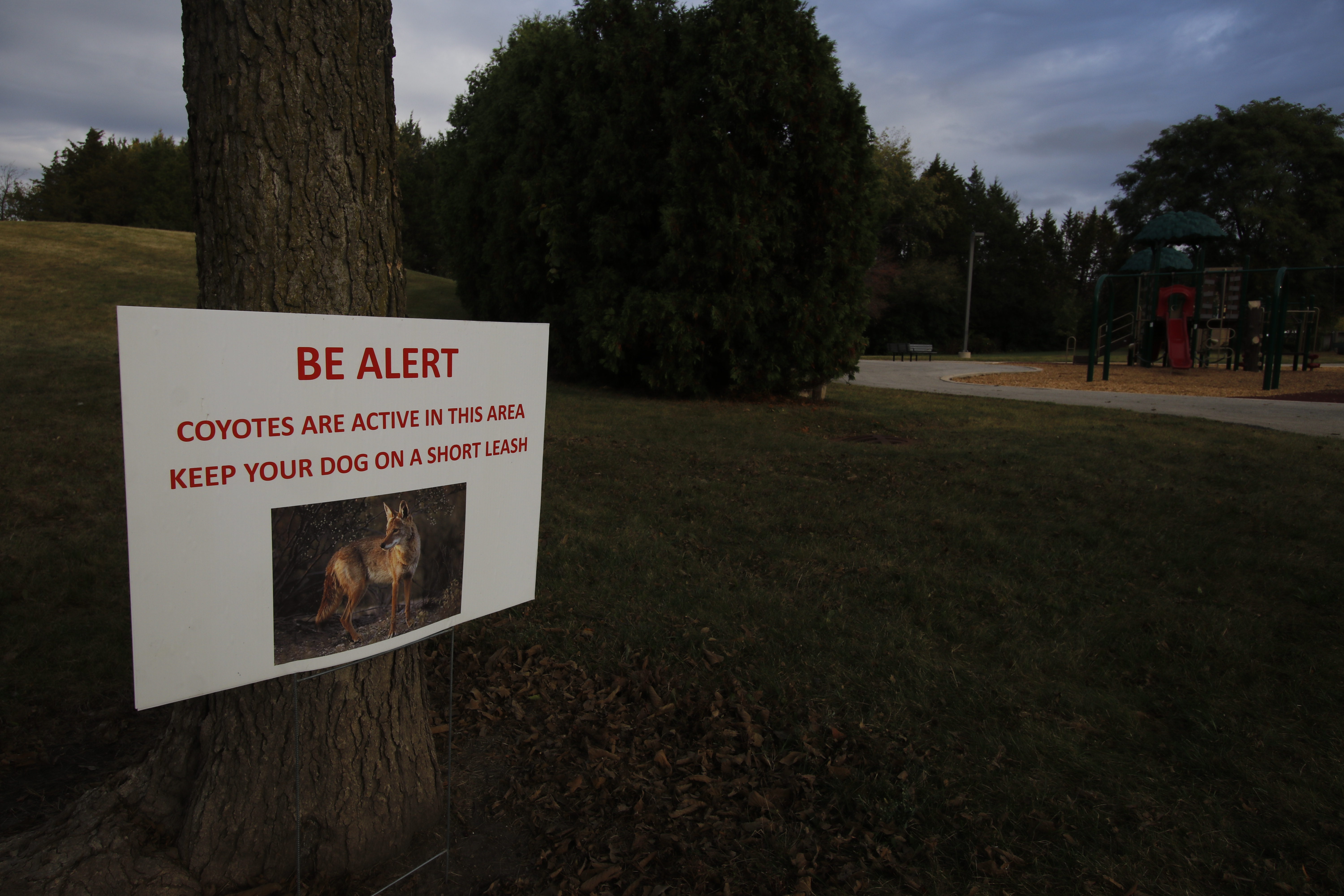 Why killing coyotes doesn't work picture