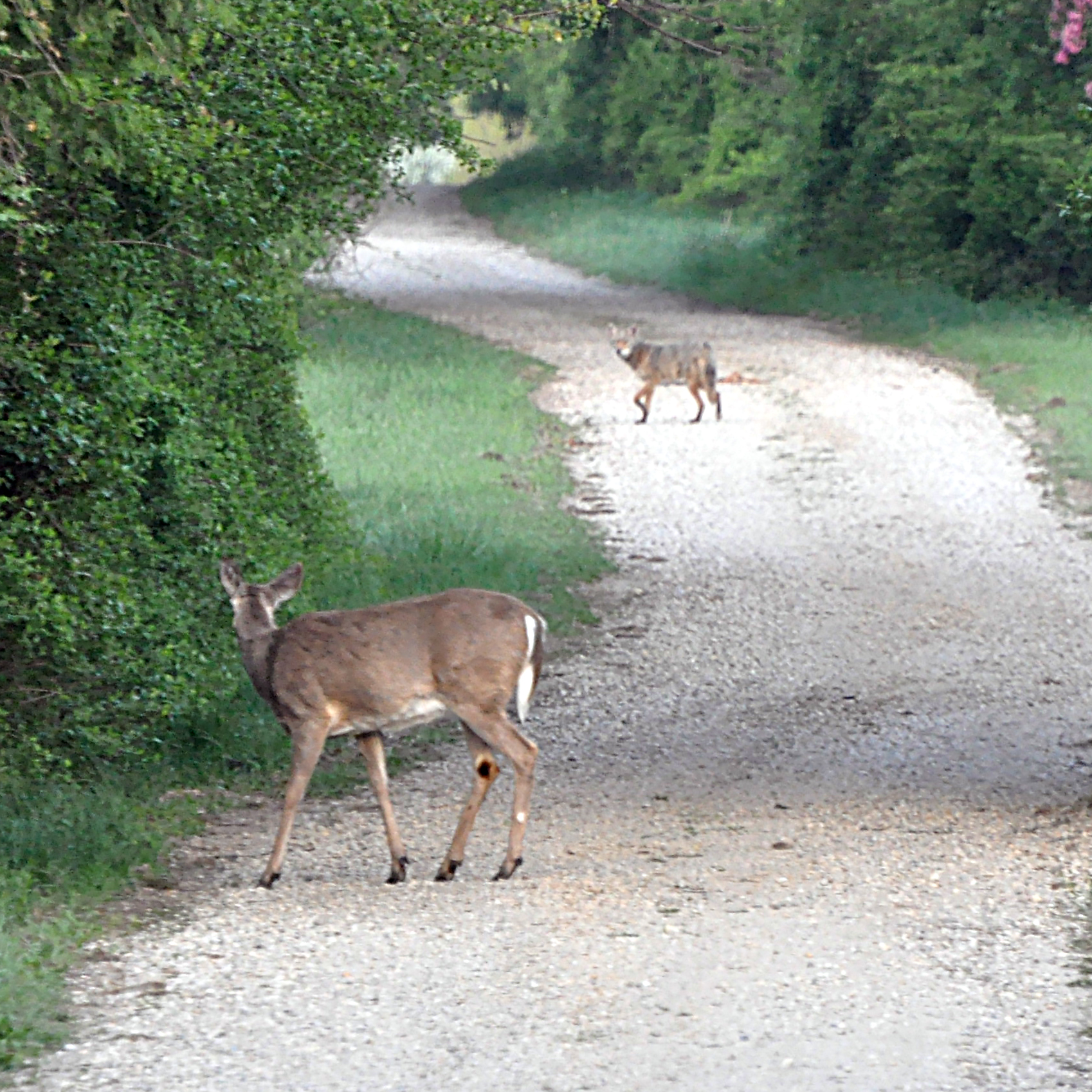 Photo of a coyote and deer looking at each other