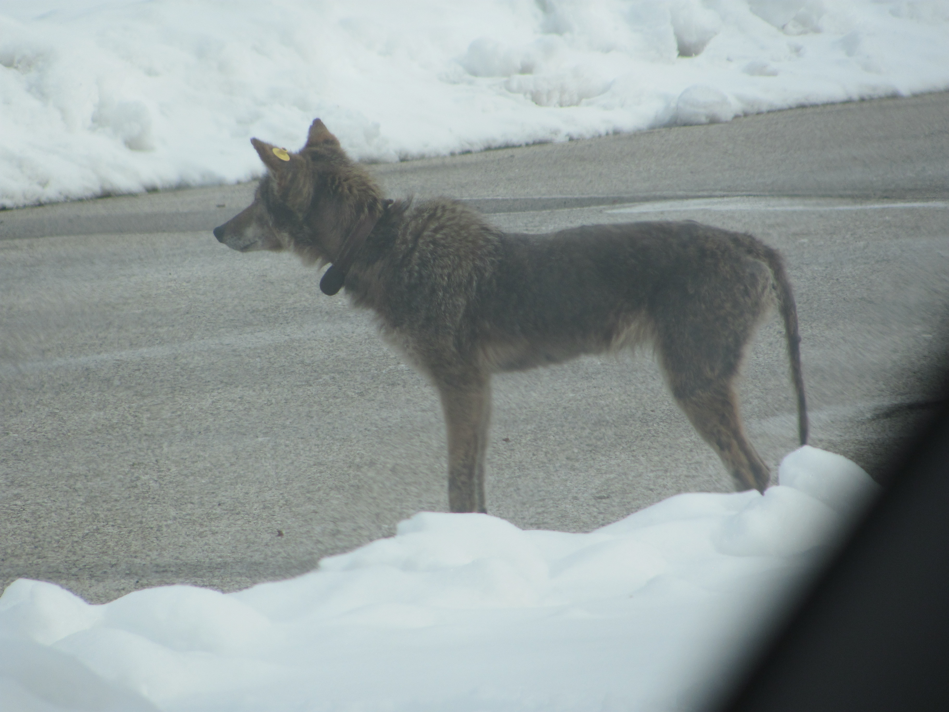 Coyote 571 with mange infection