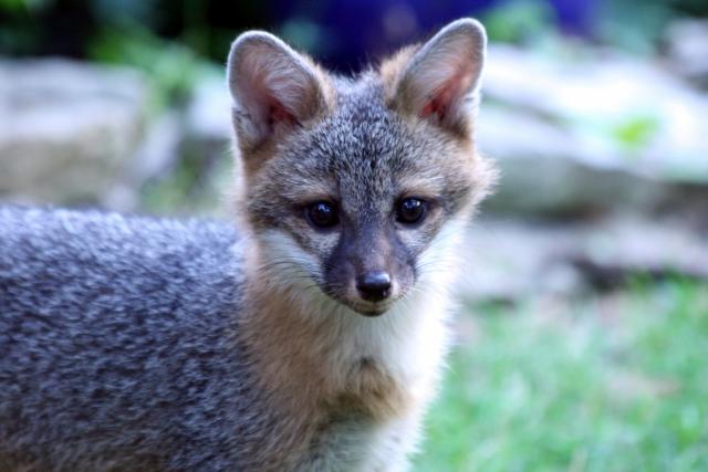 Emerging Factors Associated with the Decline of a Gray Fox Population ...