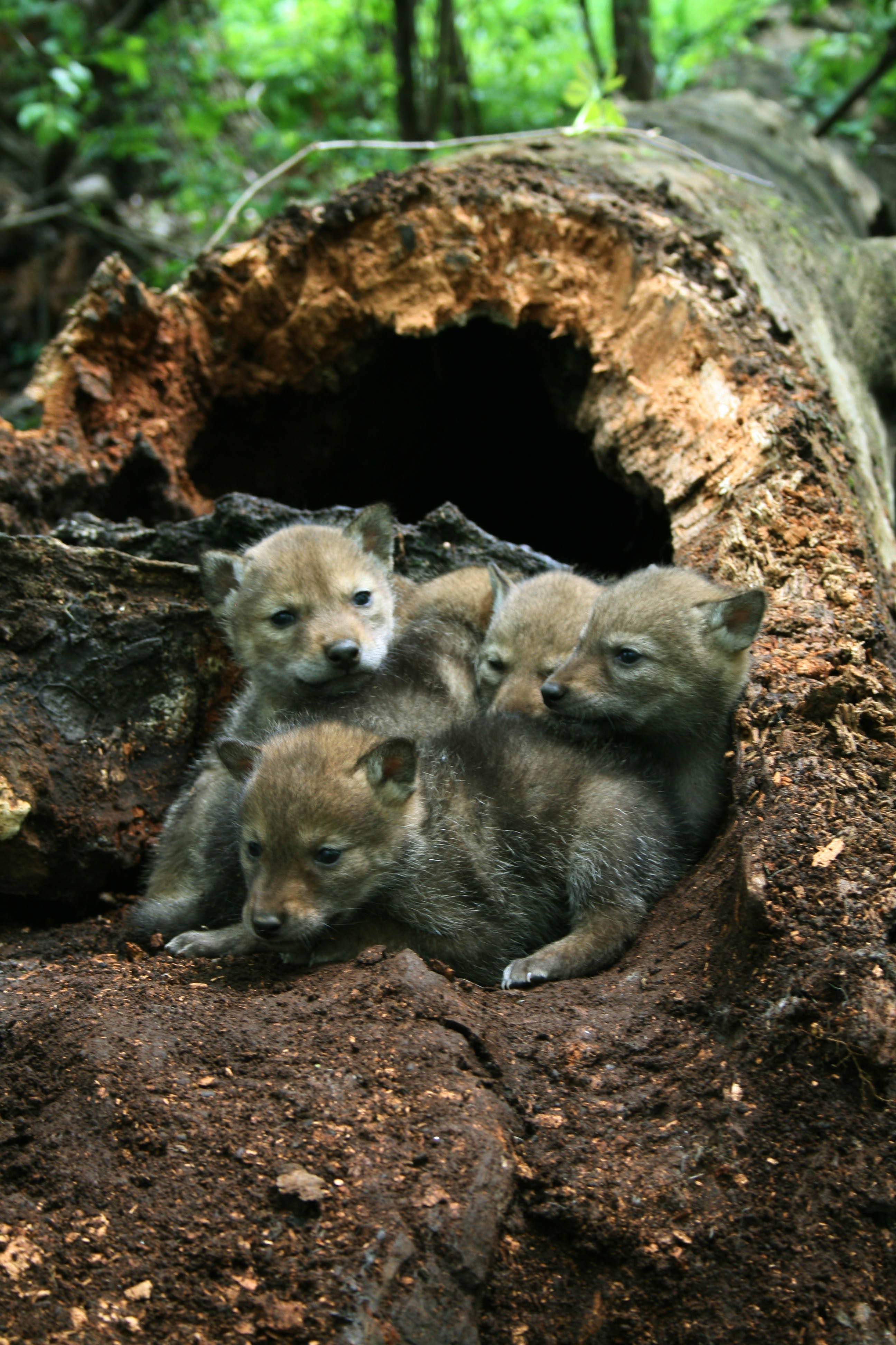 Coyote pups in hollowed-out tree den