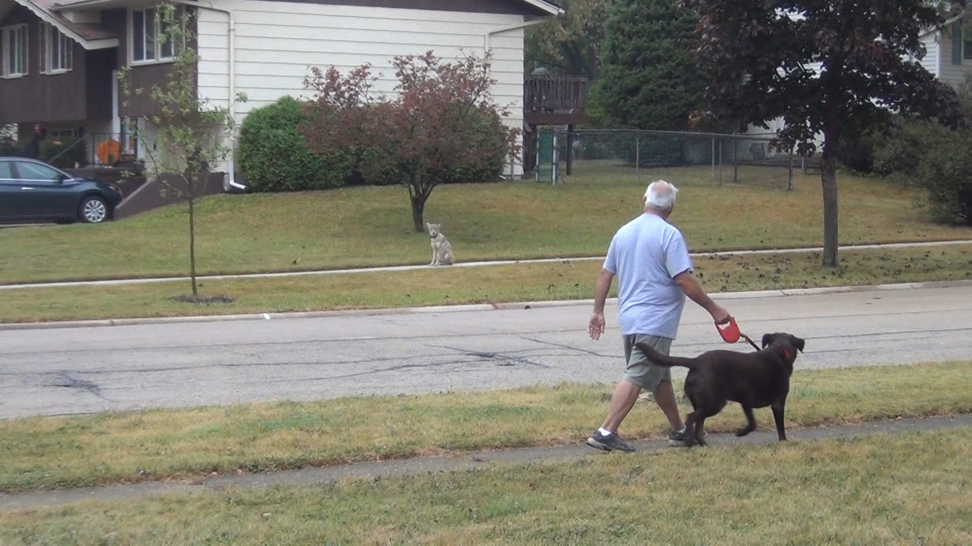 do coyotes attack dogs during the day