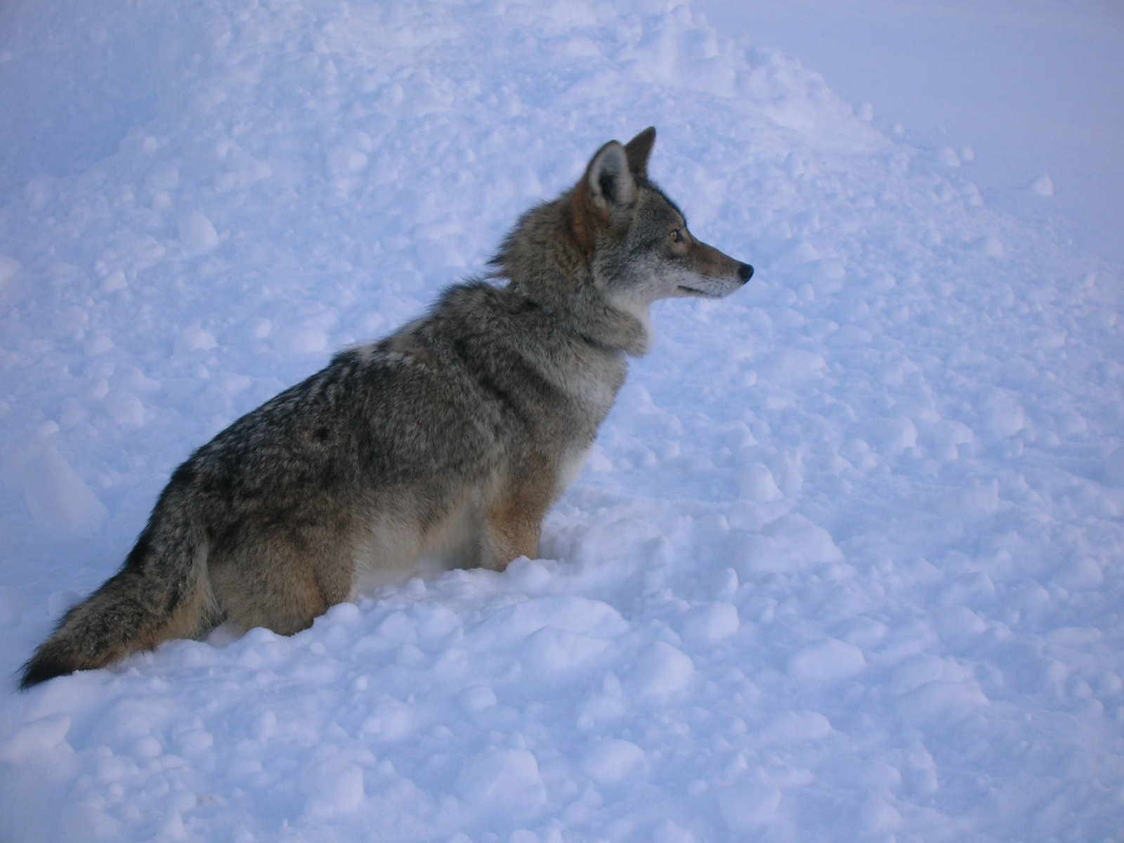 Coyote in the snow