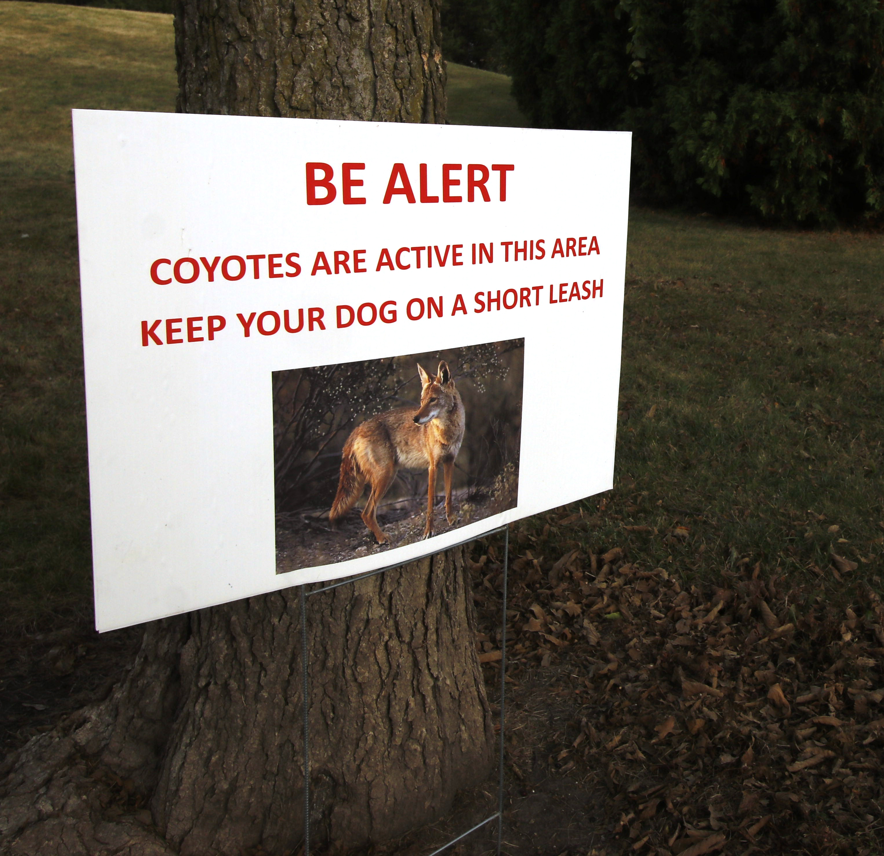 Sign that reads: BE ALERT, Coyotes are active in this area, keep your dog on a short leash