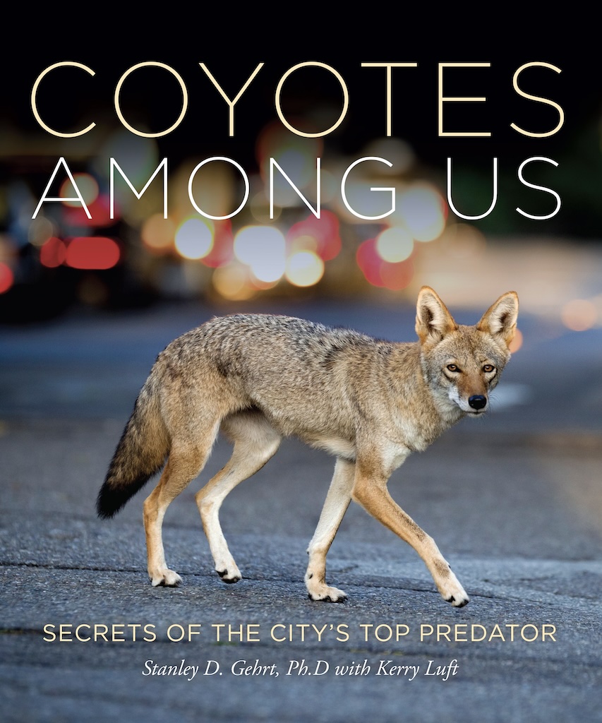 Cover image of Coyotes Among Us book