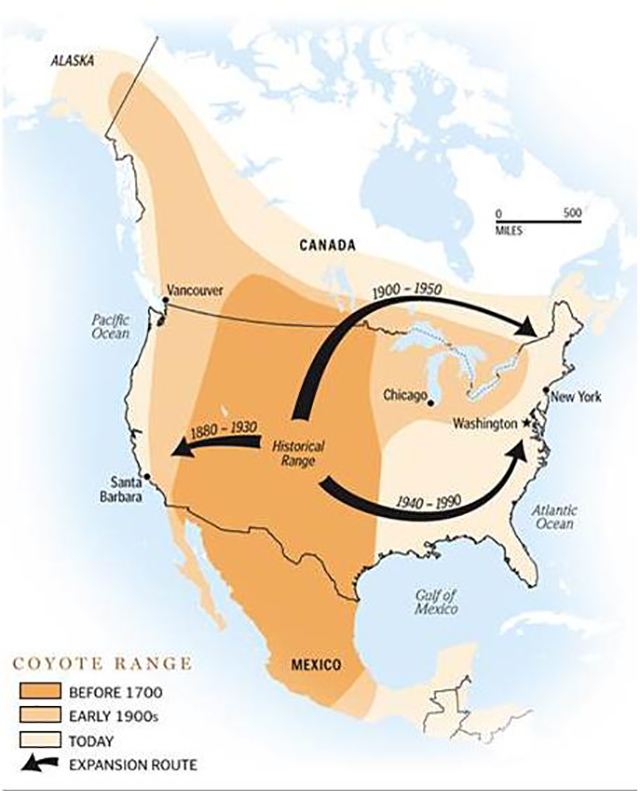 Map illustrating progression of coyote range expansion throughout North America and Mexico