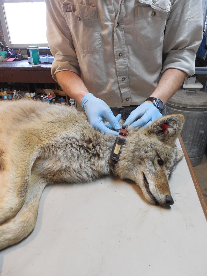 A coyote gets a VHF collar