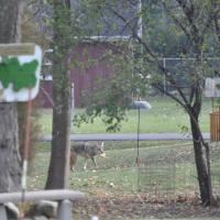 Coyote 434 in area of nuisance complaint
