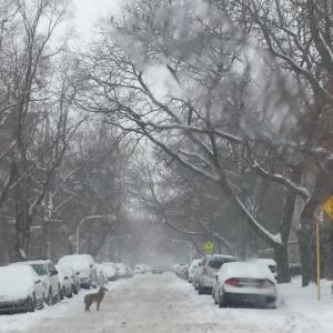coyote in snow downtown