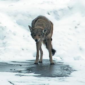 Coyote scratching mange during winter