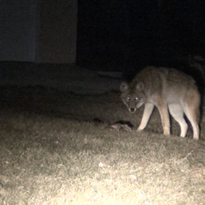 Coyote at night