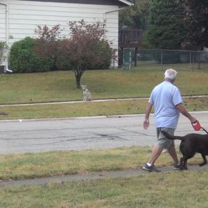 Man walking near coyote with dog on leash
