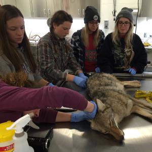 Photo of OSU students examining sedated coyote