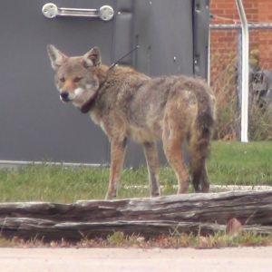 coyote with radio collar