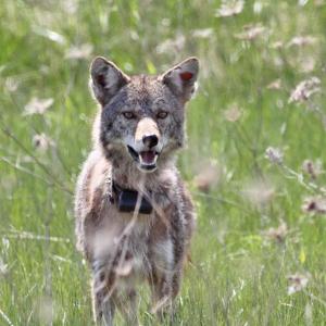 Photo of a coyote in a meadow following release