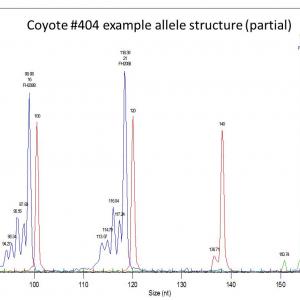 Microsatellite markers of coyote 404