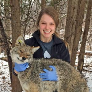 Gretchen Anchor with anesthetized coyote Photo of Gretchen Anchor with one of the coyotes (under anesthesia) she is studying
