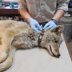 A coyote gets a VHF collar
