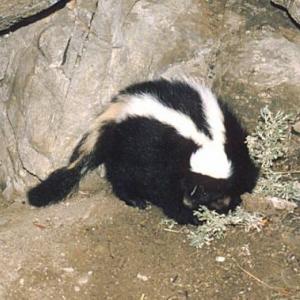 Skunk with young