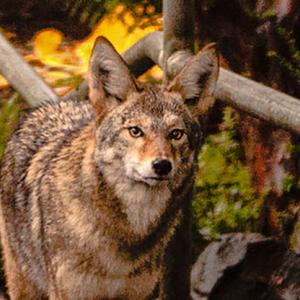 Is the Urban Coyote a Misanthropic Synanthrope? 