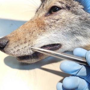 Photo of researcher taking a whisker sample from a coyote