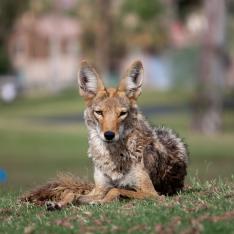 Photo of an urban coyote by Dru Bloomfield, https://flic.kr/p/9UXndv Photo of an urban coyote by Dru Bloomfield