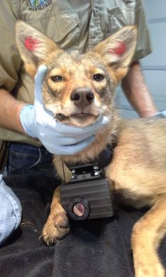 Coyote wearing a Crittercam 