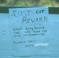 lost cat sign