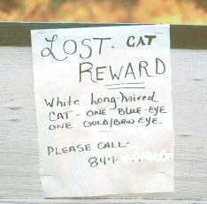 lost cat sign