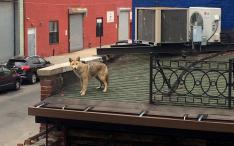 Image of coyote in urban setting by Caitlin Cahill, National Geographic