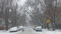 coyote in snow downtown