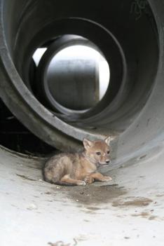 coyote pup in concrete pipe