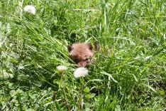 coyote pup in grass