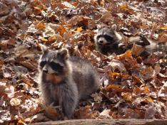 Raccoons in the woods