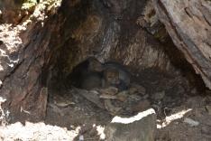 coyote pups in den