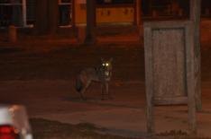 Coyote in city