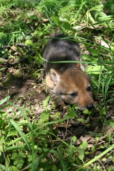 coyote pup