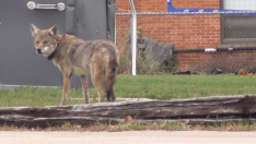 coyote with radio collar