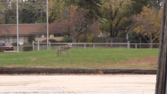 coyote in park