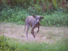 coyote with mange