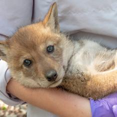 Chicago Magazine - coyote pup being examined